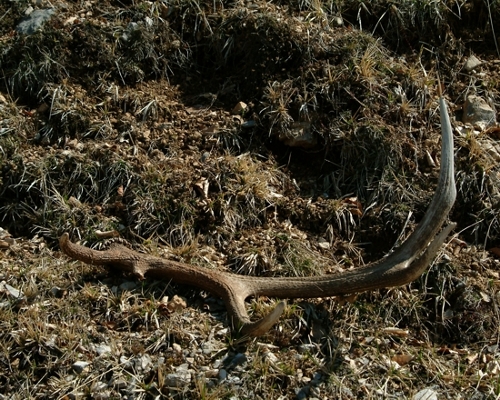 Cervus elaphus corsicanus (cervo sardo)